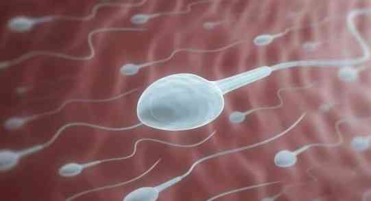 Human sperm cells contain about 37.5MB of data each

The average "load" contains nearly 16TB of data. | MirrorLog
